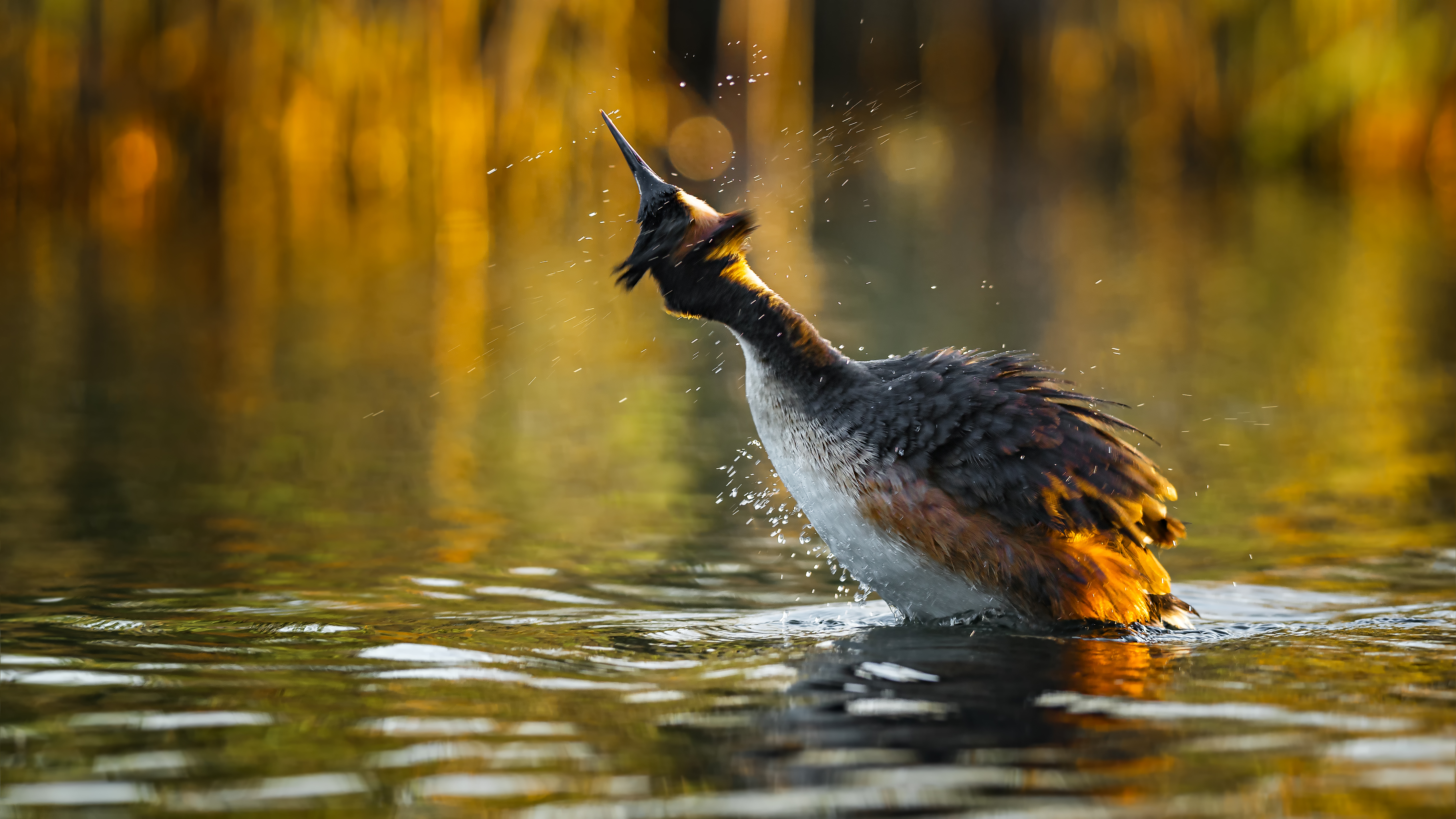 Grebe (9)
